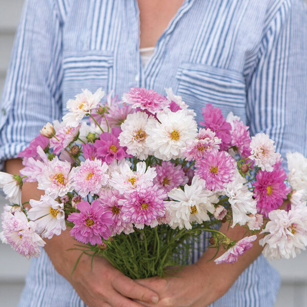Divplūksnu kosmeja 'Double Click Bicolor Pink' 20 sēklas