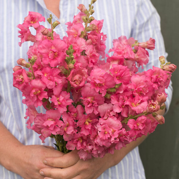 Antirrhinum majus 'MADAME BUTTERFLY ROSE' F1