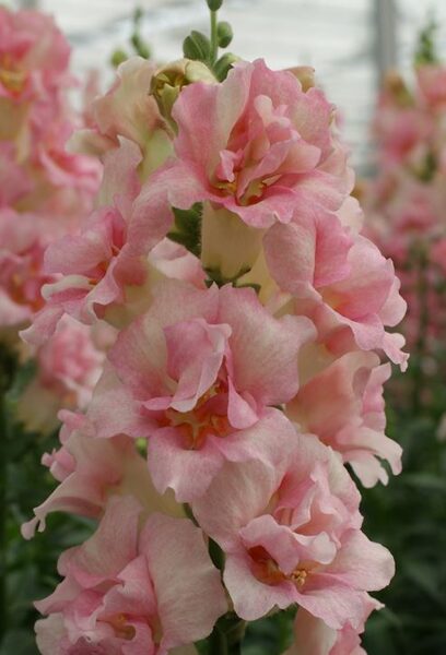 Lauvmutīte 'DOUBLESHOT APPLEBLOSSOM' F1 20 sēklas