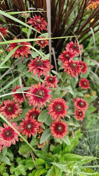 Rudbekija 'Cherry Brandy' 20 sēklas