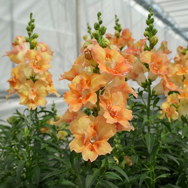 Lauvmutīte 'DOUBLESHOT PEACH' F1 20 sēklas
