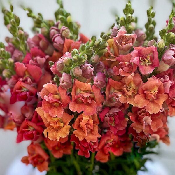 Antirrhinum majus 'MADAME BUTTERFLY CHERRY BRONZE' F1