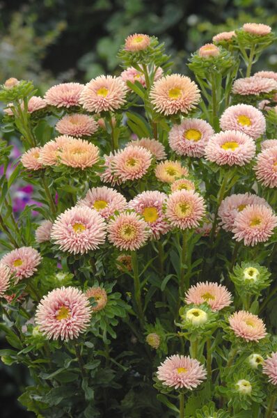 Ķīnas astere 'Matsumoto Apricot' 20 sēklas