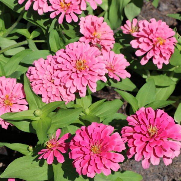 Cinnija 'Luminosa' 0,3 grami