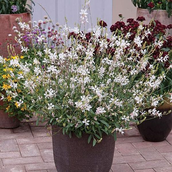 Gaura 'Sparkle White'    20 sēklas 