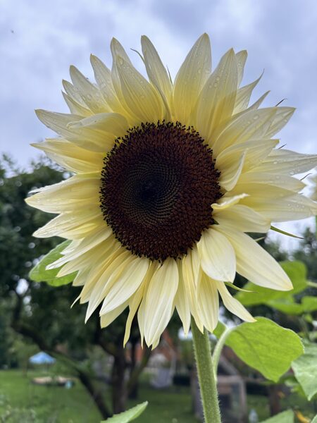 Saulespuķe 'Pro Cut White Nite' 20 sēklas