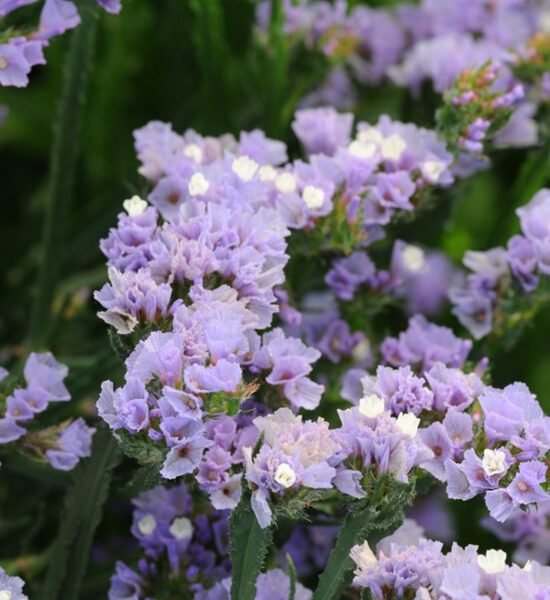 Limonija 'QIS Lavender' 20 sēklas