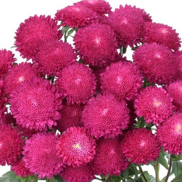 Ķīnas astere 'Bonita Rose' 20 sēklas