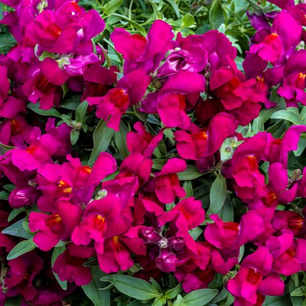 Antirrhinum majus 'Candy Showers Deep Purple' F1