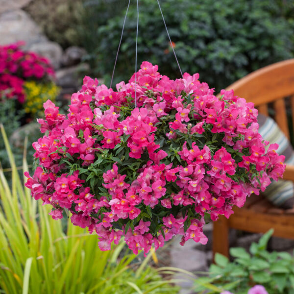 Antirrhinum majus 'Candy Showers Pink' F1