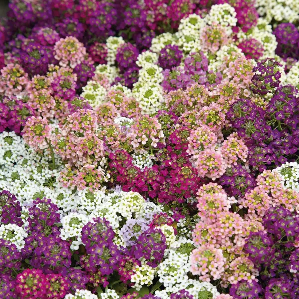 Jūrmalas lobulārijs 'Easter Bonnet mix' 20 sēklas
