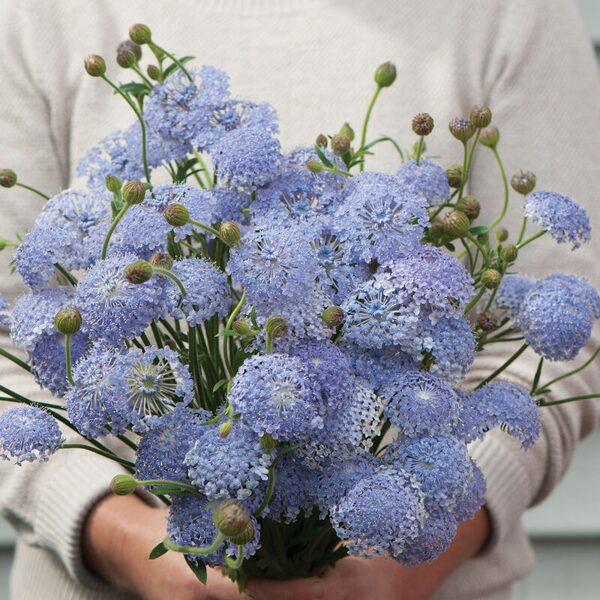 Didiskus 'Lace Blue' 20 sēklas