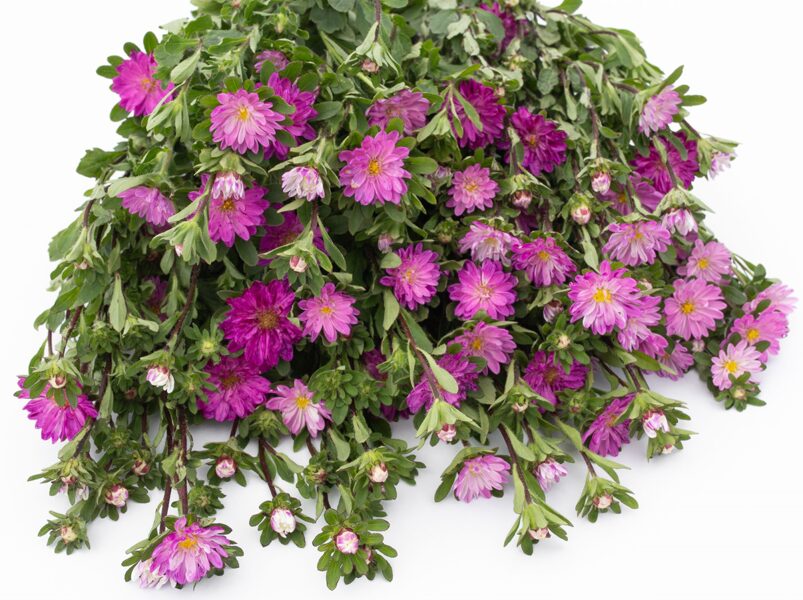 Callistephus chinensis ASTRA SERENADE ROSE tipped WHITE 20 sēklas