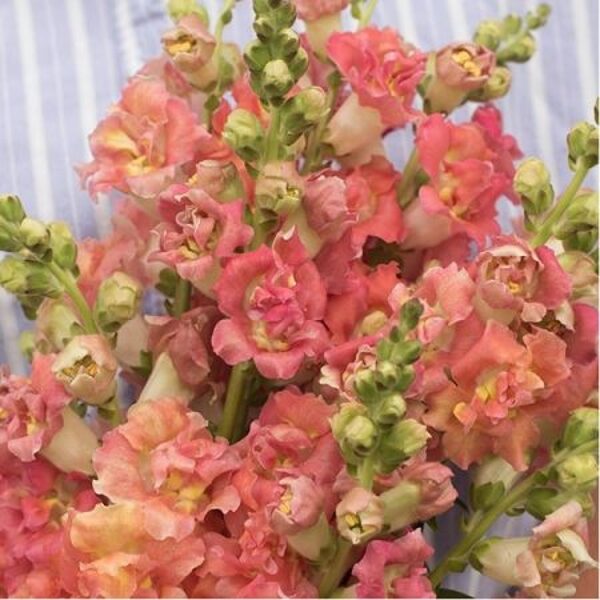 Antirrhinum majus MADAME BUTTERFLY BRONZE