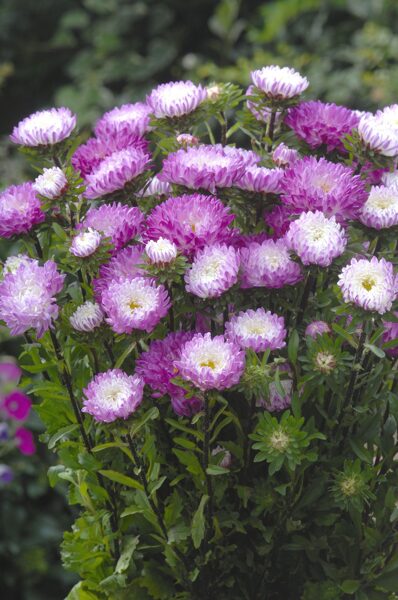 Ķīnas astere 'Matsumoto Pink Tipped White' 30+ sēklas