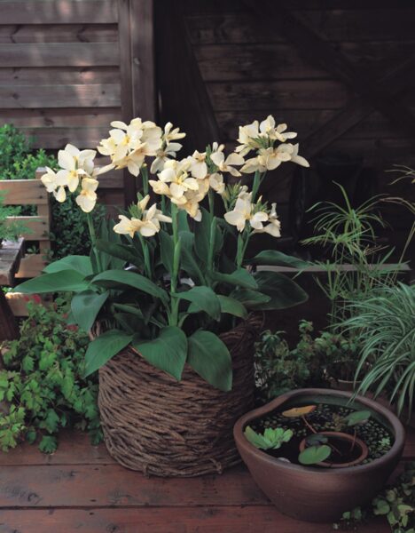 Kanna 'Tropical White' 3 sēklas