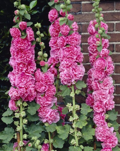 Kāršroze 'Chater's Rose' 20 sēklas