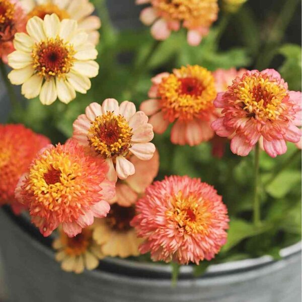Cinnija 'Zinderella Peach'  20 sēklas