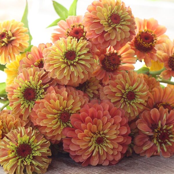 Cinnija 'Queen Lime Orange' 20 sēklas
