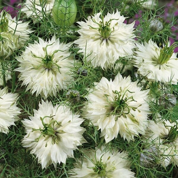 Nigella 'Miss Jekyll White' 0,3 grami