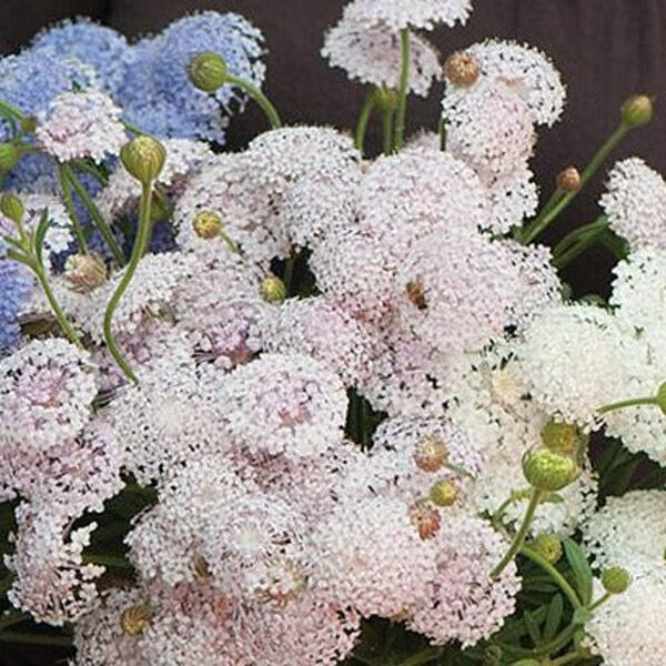 Didiskus 'Lace Pink' 20 sēklas