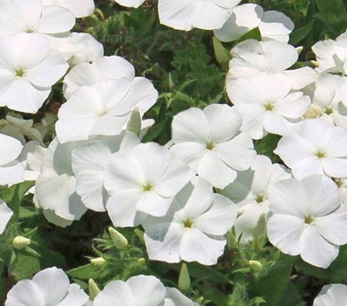 Drumonda floksis  'Alba' 20 sēklas