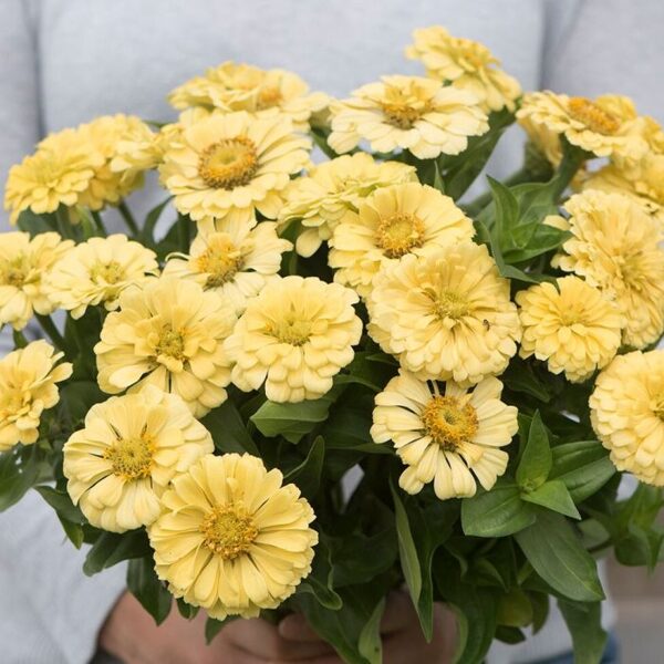 Cinnija 'Isabellina'  0,5 grami