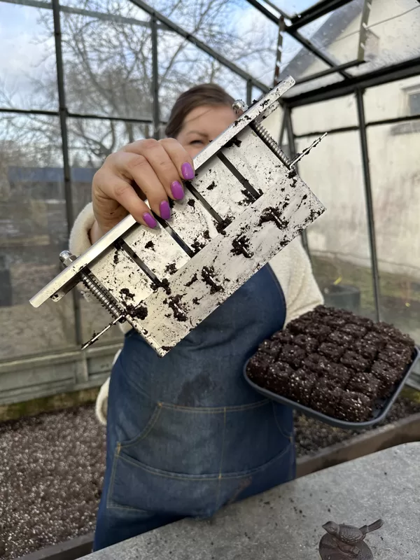 STĀDU AUDZĒŠANA AUGSNES KUBOS 